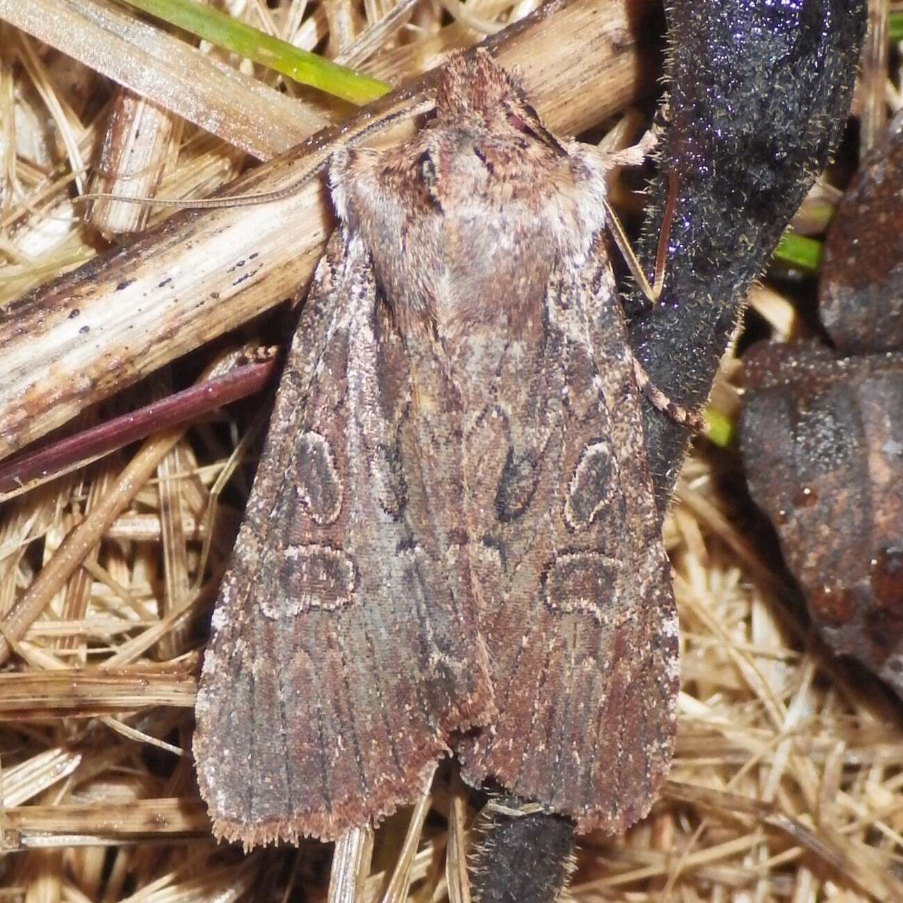 Image of Immigrant Pinion