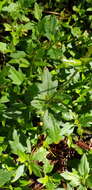 Image de Tridax brachylepis Hemsl.