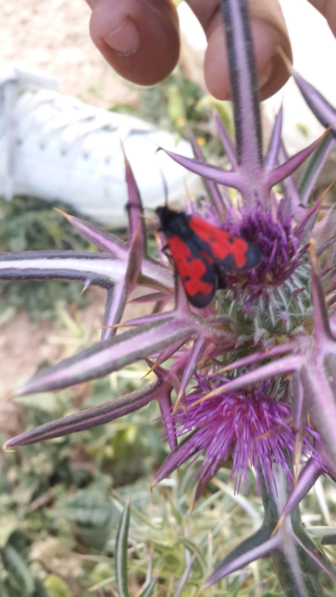 Image of Zygaena graslini Lederer 1855