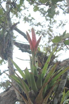 Imagem de Tillandsia romeroi var. gruberi Rauh