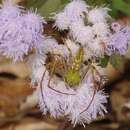 Image de Peucetia lucasi (Vinson 1863)