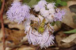 Image of Peucetia lucasi (Vinson 1863)