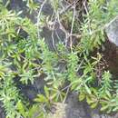 Image of Galium productum Lowe