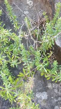 Image of Galium productum Lowe