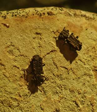 Image of Eastern Ironclad Beetle