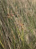 Image of needlegrass rush