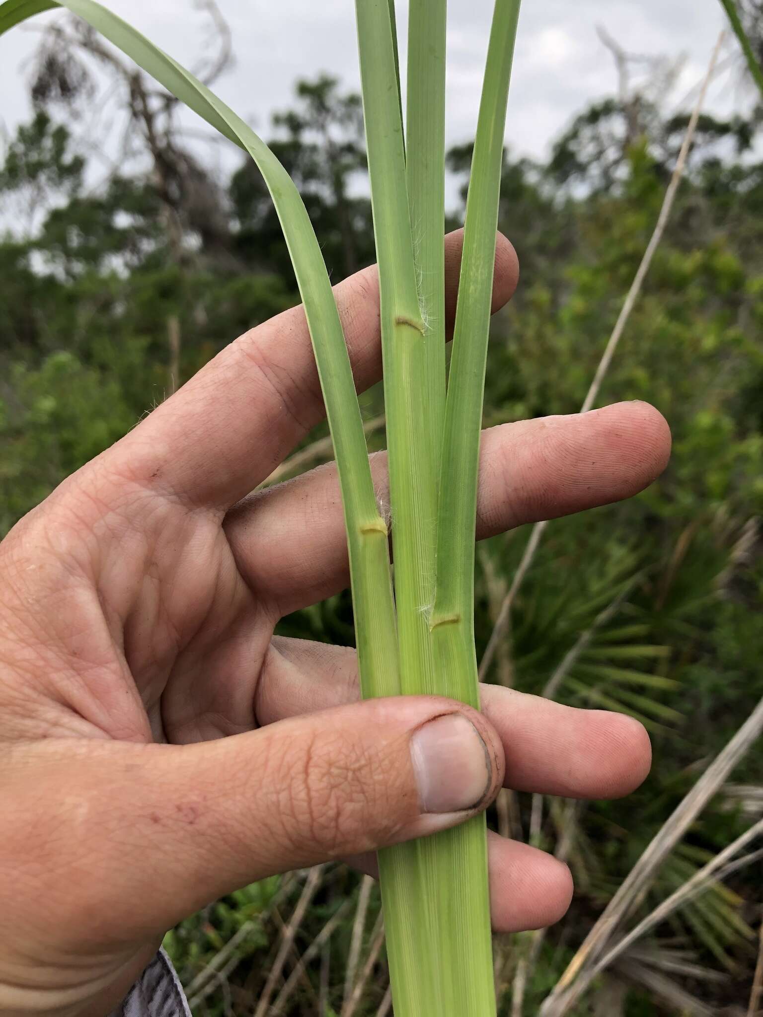 Imagem de Andropogon brachystachyus Chapm.