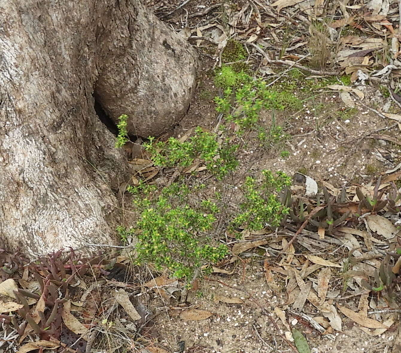 Image of Pimelea hewardiana Meissn.