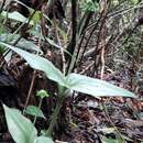 Image of Malaxis crispifolia (Rchb. fil.) Kuntze