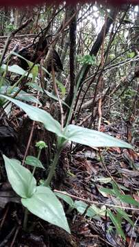 Image of Malaxis crispifolia (Rchb. fil.) Kuntze