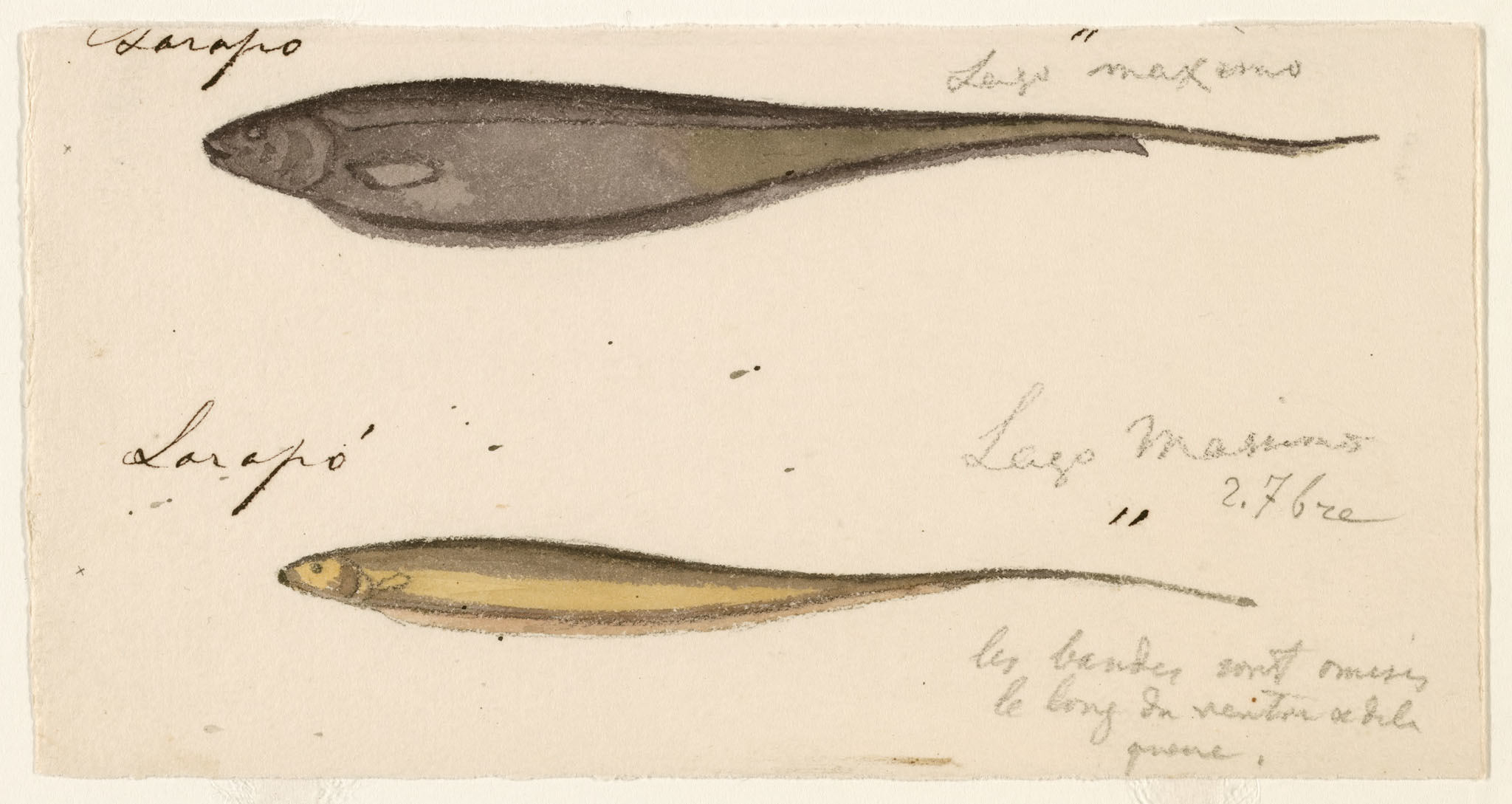 Image of <i>Sternopygus obtusirostris</i> Steindachner 1881