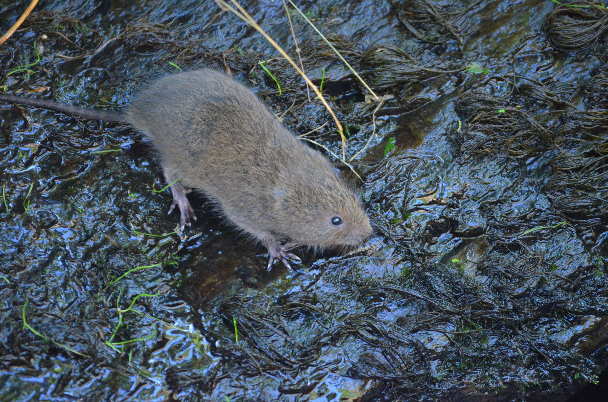 Image of Southern Water Vole