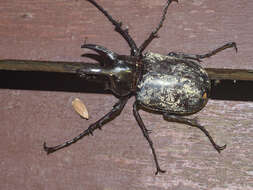 Image of Rhinoceros beetle