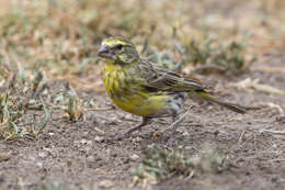 Image of White-bellied Canary