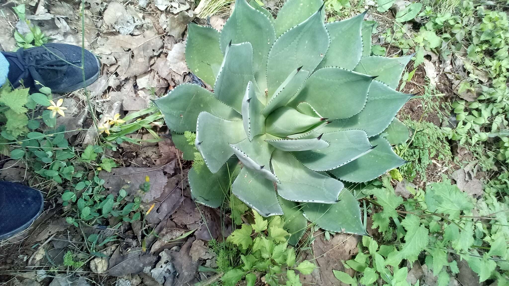 Image of Chamula agave