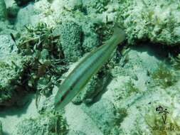 Image of Slippery Dick