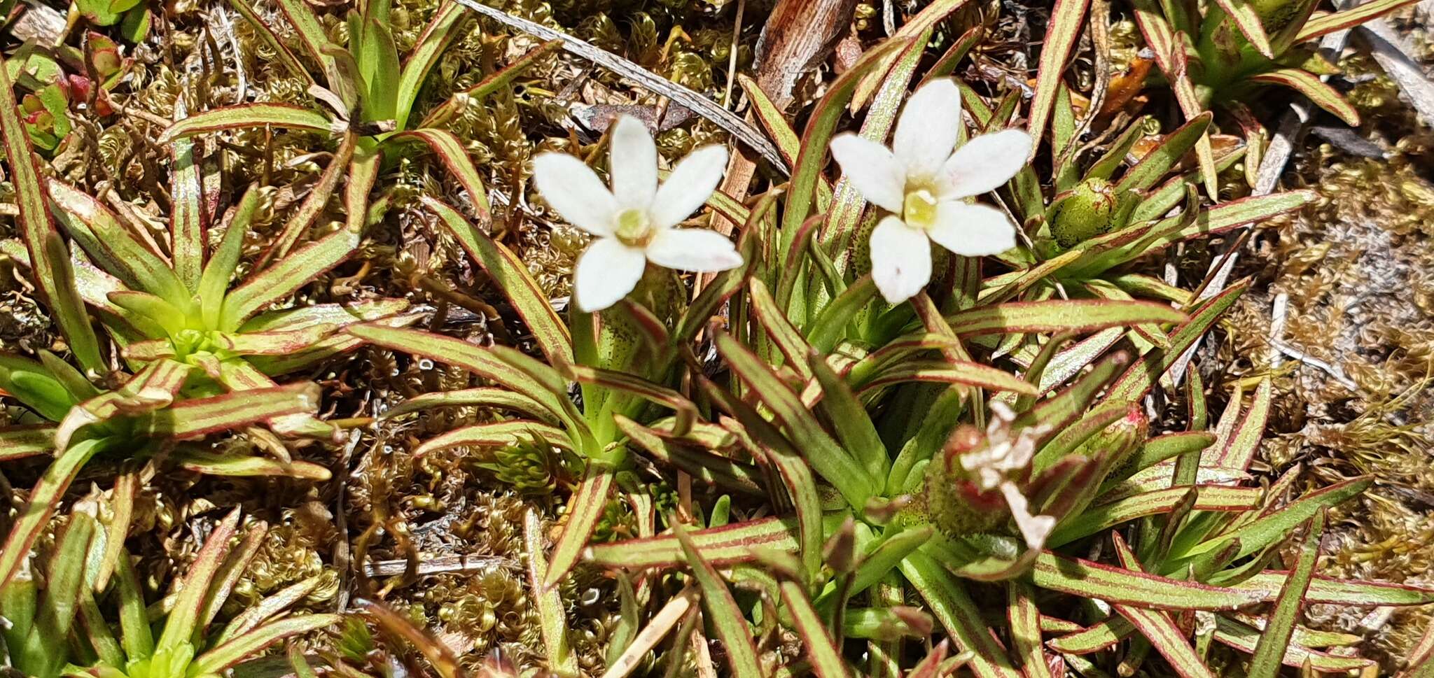 صورة <i>Stylidium subulatum</i>