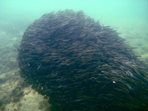 Image of Striped catfish