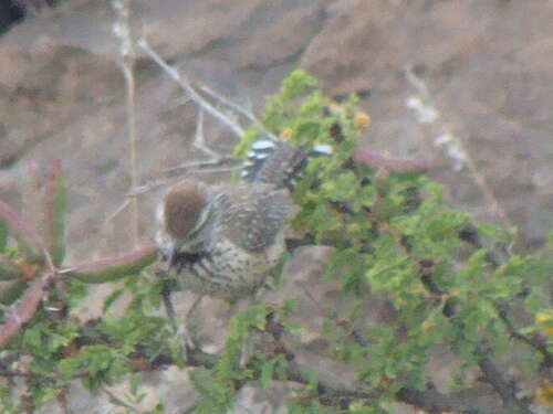 Image of Cactus Wren