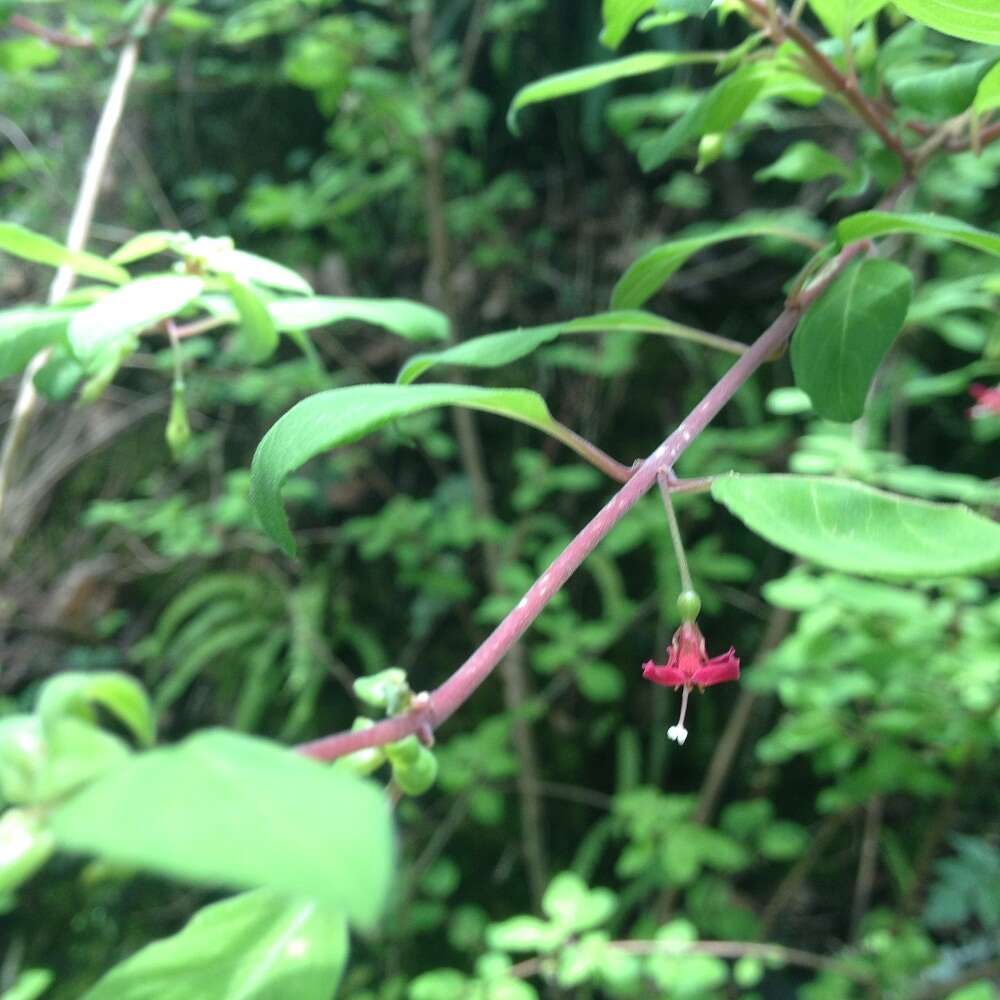 Image of Fuchsia thymifolia Kunth