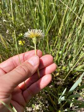 Image of Taraxacum leucanthum (Ledeb.) Ledeb.