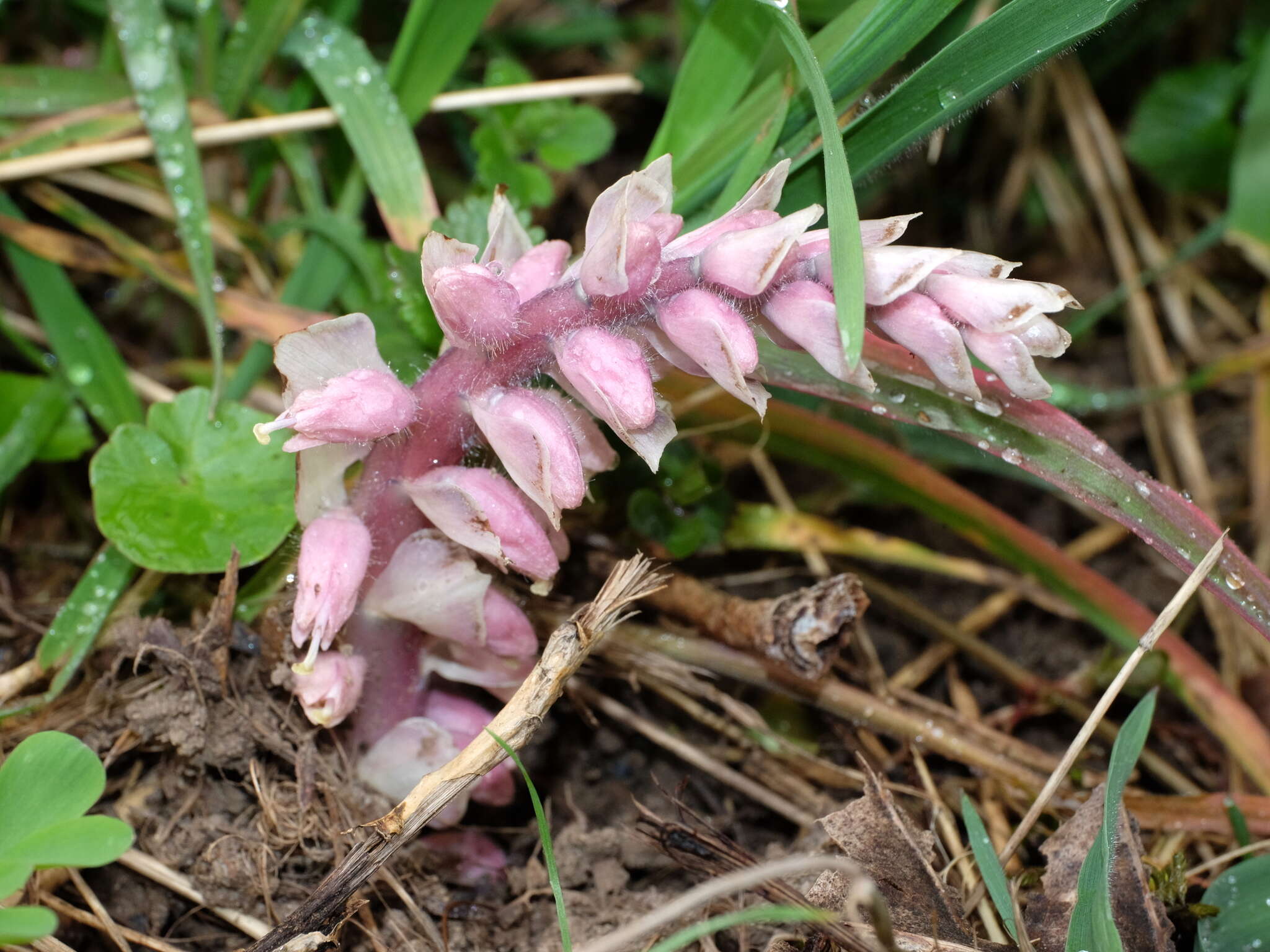 Lathraea squamaria L.的圖片