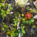 Image of Coprosma perpusilla subsp. perpusilla