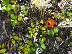 Image of Coprosma perpusilla subsp. perpusilla