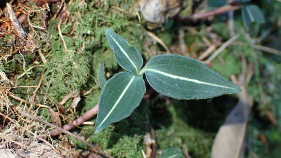 Image of Goodyera similis Blume