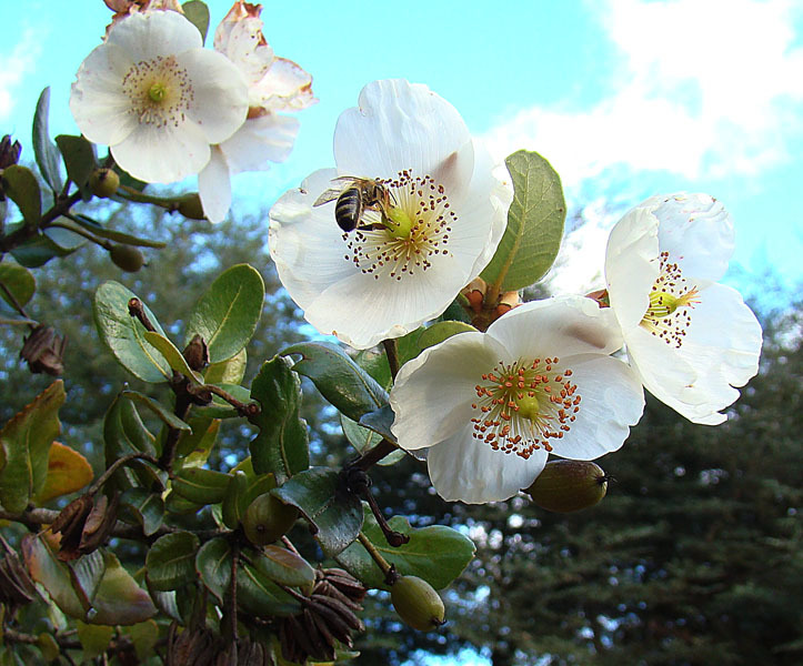 Eucryphia cordifolia (rights holder: Dick Culbert)