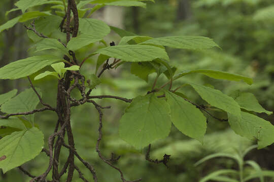 Image of Schisandra chinensis (Turcz.) Baill.