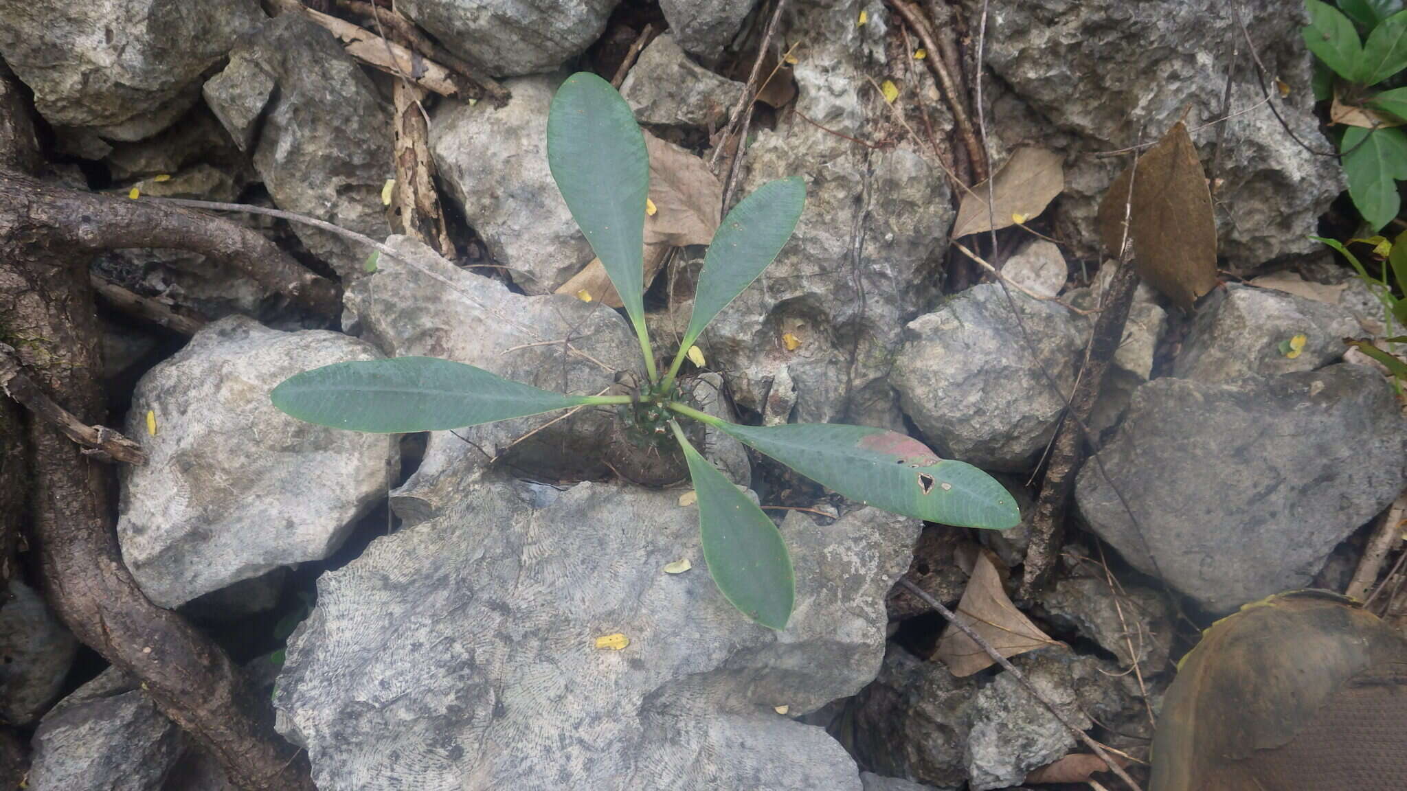 Imagem de Euphorbia pachypodioides Boiteau