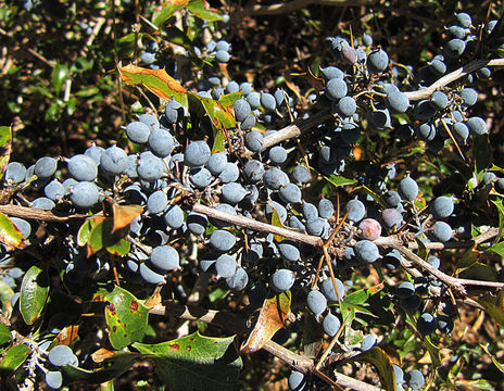 Image of <i>Berberis chilensis</i> Gill.