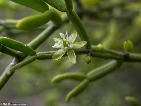 Image de Tetraena madagascariensis (Baill.) Beier & Thulin