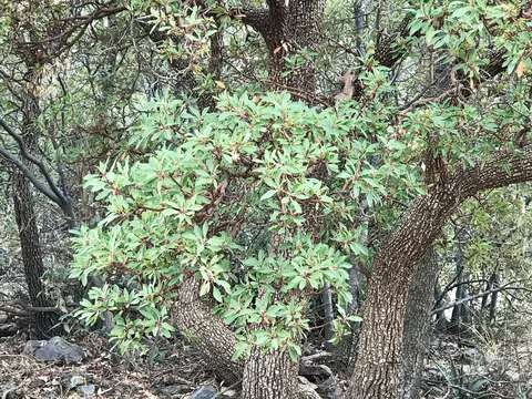 Image of Arizona madrone