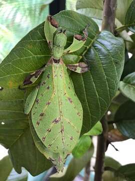 Image of Phyllium (Phyllium) elegans Grösser 1991