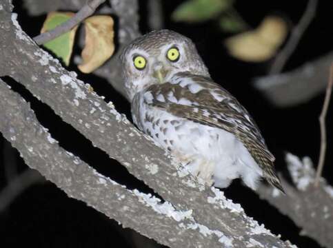 Image of African Barred Owlet