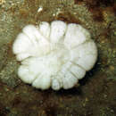 Image of Kneecap Coral