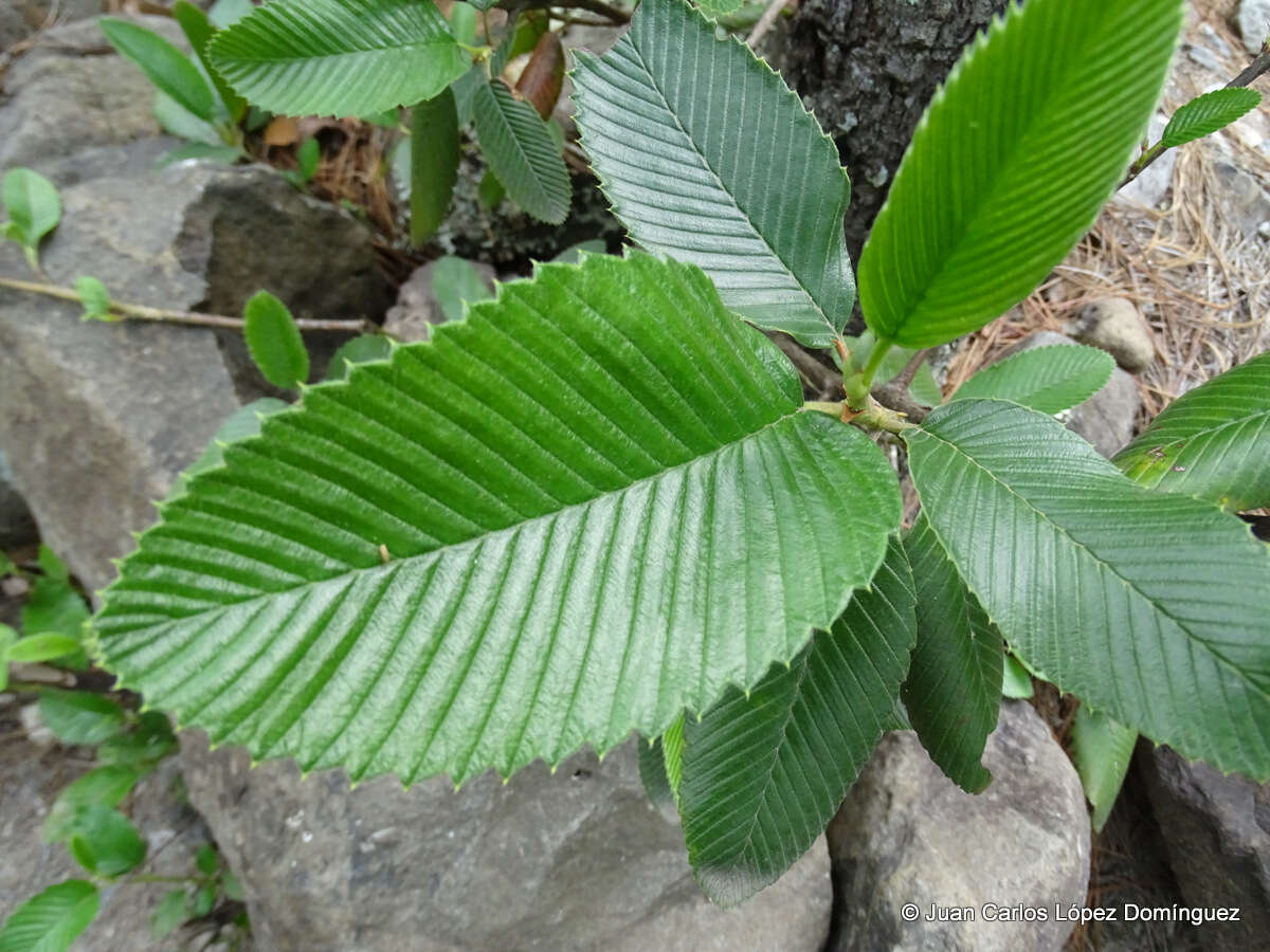 Cercocarpus macrophyllus C. Schneid.的圖片