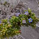 Image of Nolana divaricata (Lindl.) I. M. Johnston