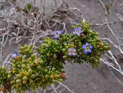 Nolana divaricata (Lindl.) I. M. Johnston resmi