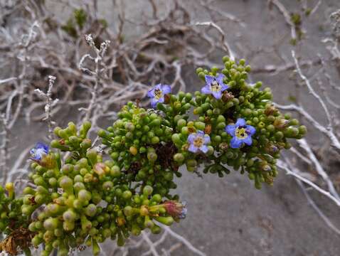 Image de Nolana divaricata (Lindl.) I. M. Johnston