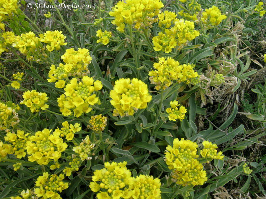 Image of Aurinia leucadea (Guss.) K. Koch