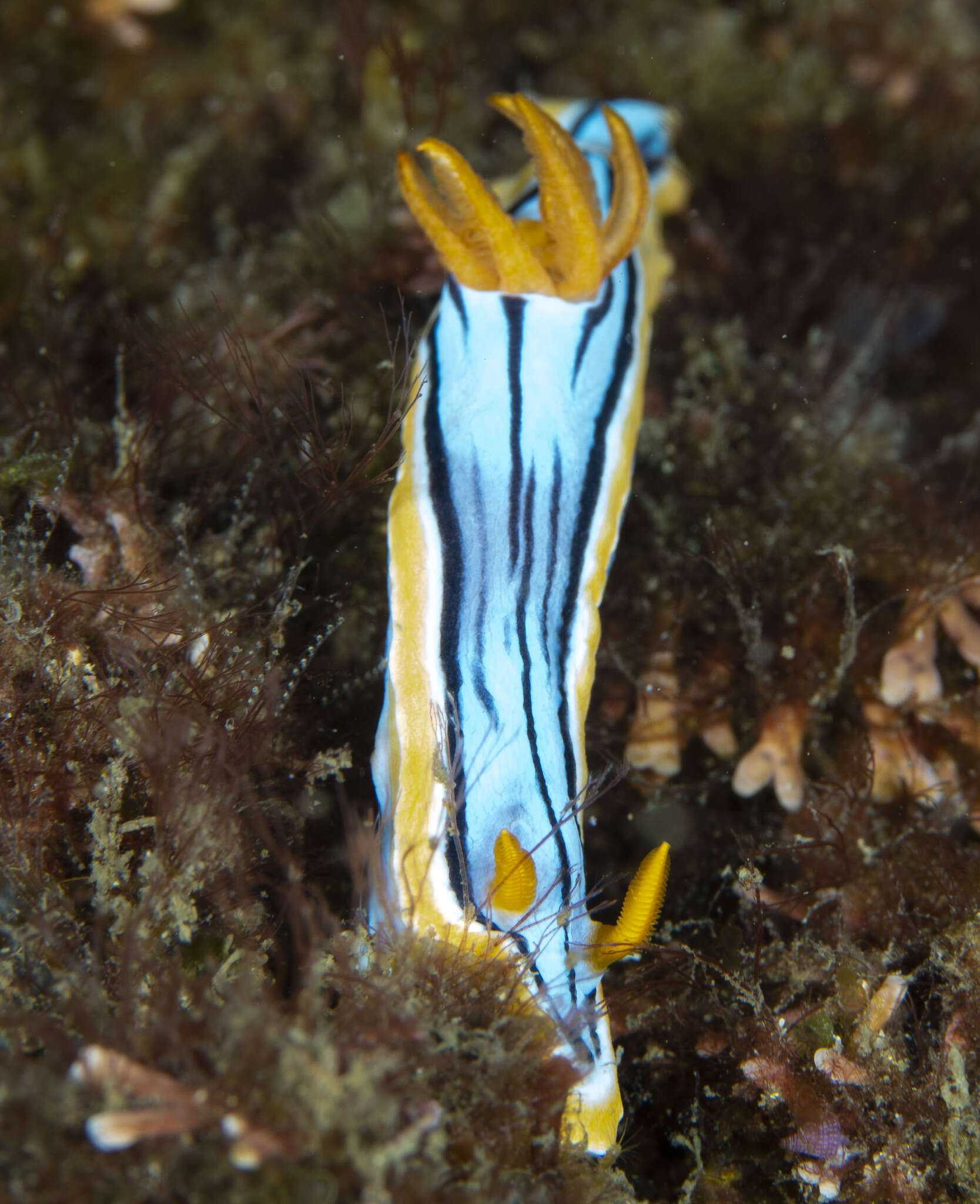 Image of Chromodoris elisabethina Bergh 1877