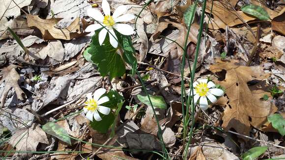 Image of bloodroot