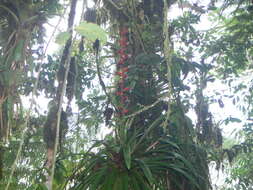 Image of Guzmania lehmanniana (Wittm.) Mez