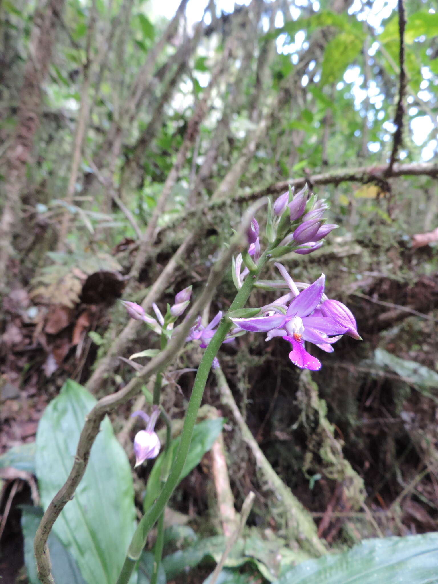 Image of Calanthe sylvatica (Thouars) Lindl.