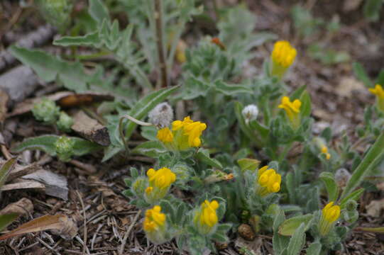 Plancia ëd Anthyllis lotoides L.