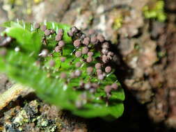 Image of Collaria arcyrionema (Rostaf.) Nann.-Bremek. ex Lado 1991