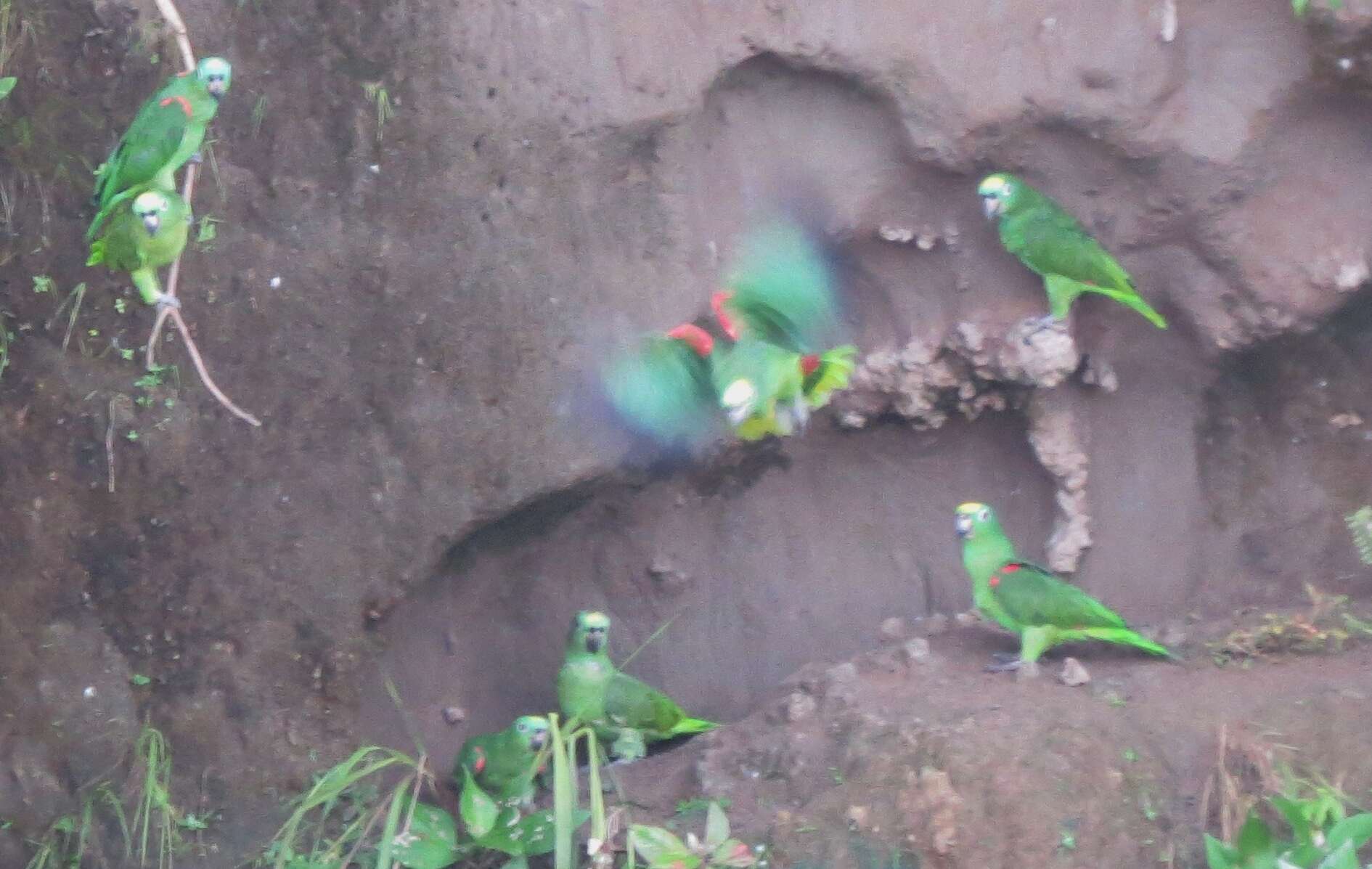 Image of Yellow-crowned Parrot, Yellow-crowned Amazon